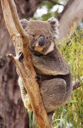 Koala australijski