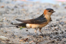 Red-rumped swallow