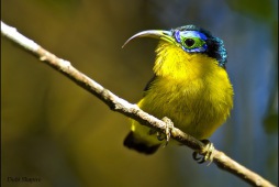 Yellow-bellied sunbird-asity