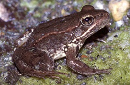 California red-legged frog