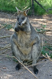 Swamp (Black, Black-tailed) Wallaby
