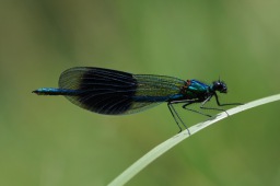 Calopteryx splendens