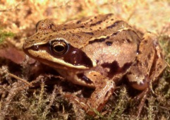 Moor frog