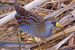 Sora (bird)