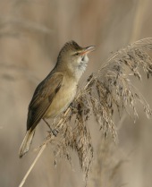 Rohrsänger