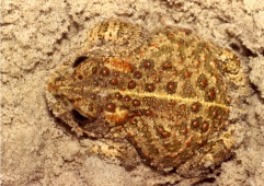 Natterjack toad