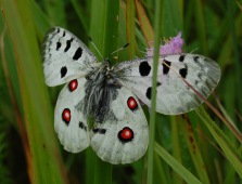 Parnassius apollo