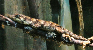 Forest gecko
