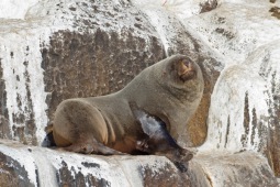 Brown fur seal