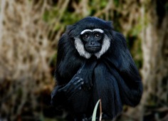 Agile (Black-handed) Gibbon