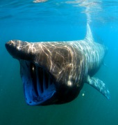 Riesenhai