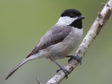 Carolina chickadee