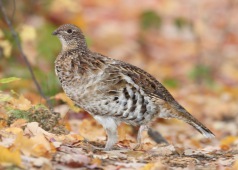 Ruffed grouse