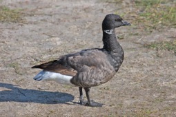 Brant goose