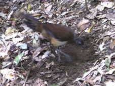 Albert's lyrebird