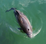 Harbor Porpoise