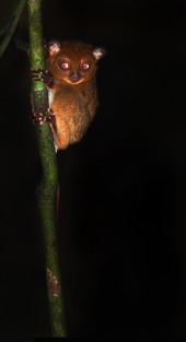Cephalopachus bancanus