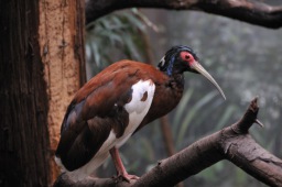Madagascan ibis