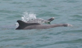 Humpback dolphin