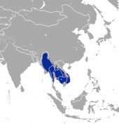 Burmesischer Hase