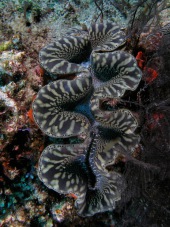 Tridacne géant