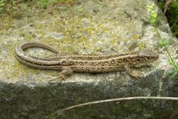 Lézard des souches