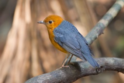 Orange-headed thrush