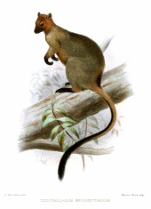 Bennett's tree-kangaroo