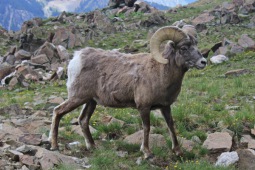 Bighorn, Mountain Sheep