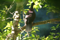 Pigeon des lauriers