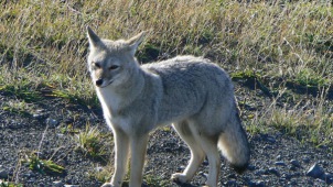 South American gray fox