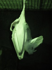 Ghost bat