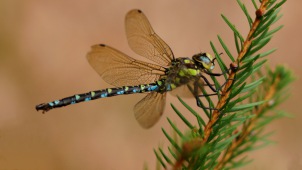 Aeshna cyanea