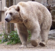 Ursus arctos syriacus