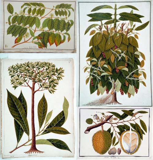 Colección William Farquhar de dibujos de historia natural