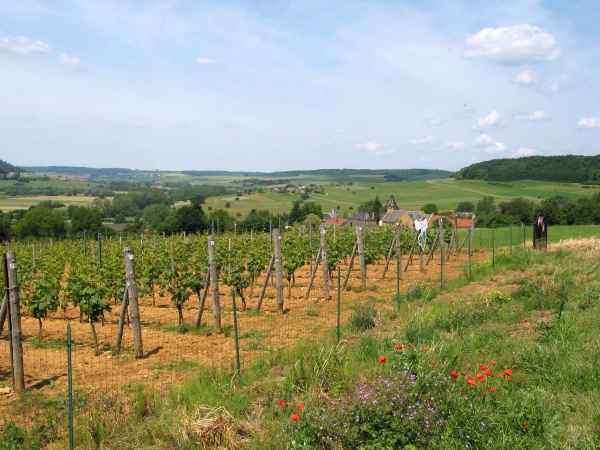 viticulture en belgique