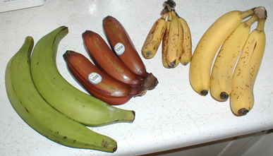 Banan zwyczajny