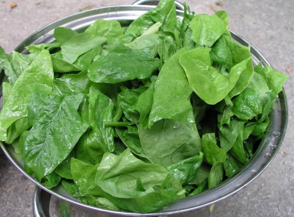 leaf vegetable
