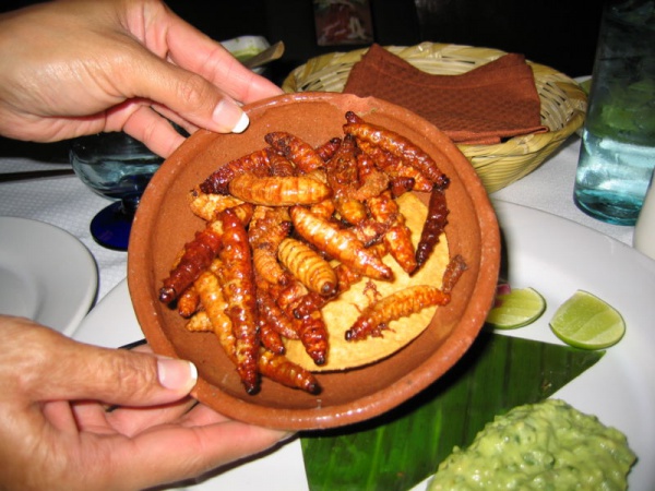 Mezcal worm