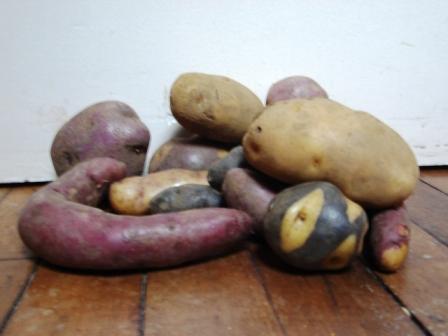 Potatoes of Chiloé