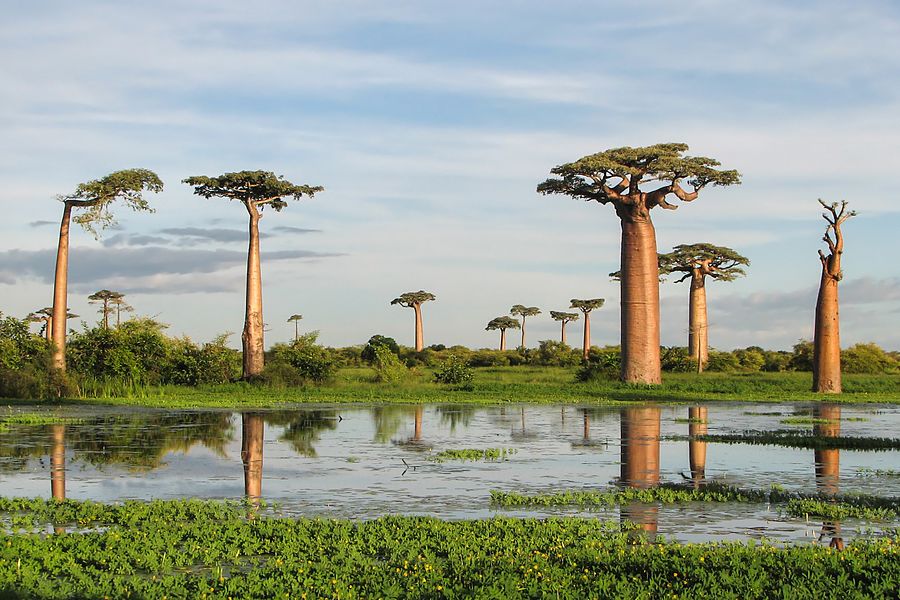 Baobab Grandidiera