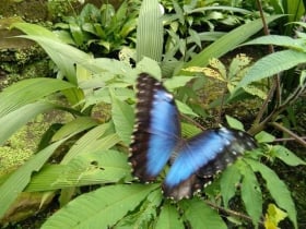 Spirogyra Jardín de Mariposas