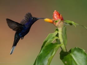 juan castro blanco national park