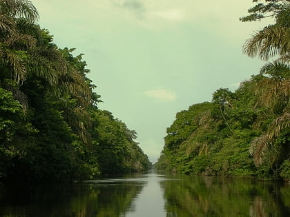 manglares de rio negro rio san sol parque nacional tortuguero