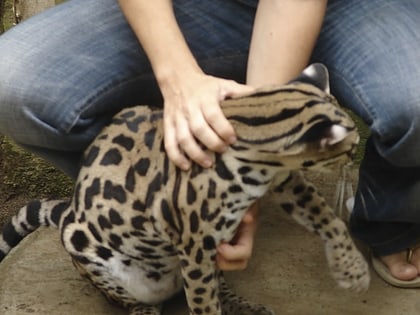 Jaguar Rescue Center