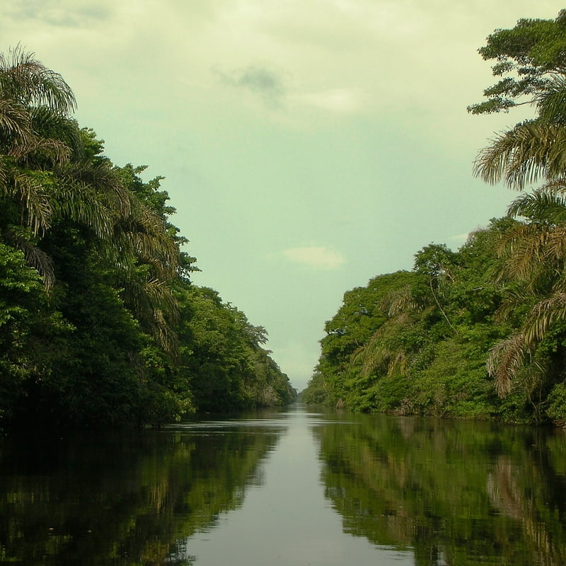 rio negro rio san sun mangroves parc national de tortuguero