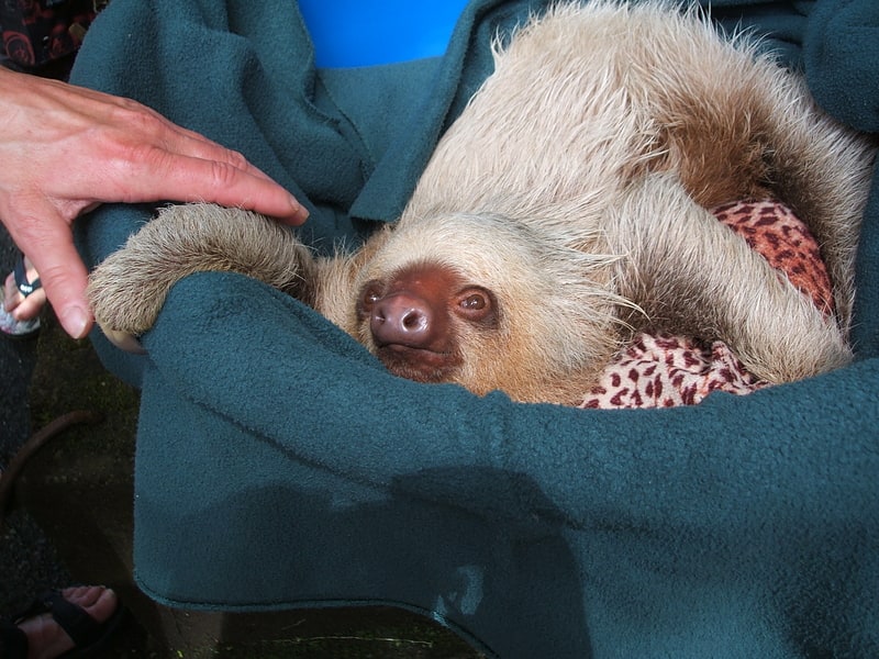 osa wildlife sanctuary piedras blancas national park