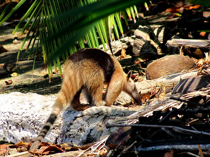 Parc national Corcovado