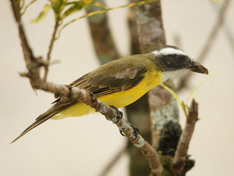 Park Narodowy Cahuita