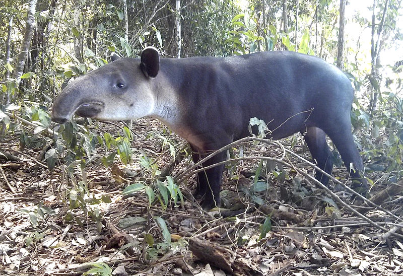 Parc national Corcovado